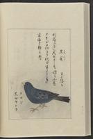 ku-speccoll:12319-210