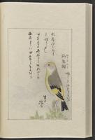 ku-speccoll:12319-212