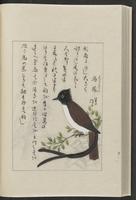 ku-speccoll:12319-216