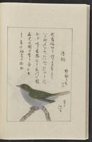 ku-speccoll:12319-238