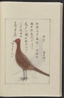 ku-speccoll:12319-240