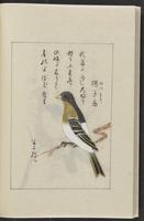 ku-speccoll:12319-242