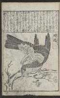ku-speccoll:12821-29
