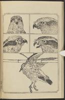 ku-speccoll:12892-64