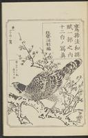 ku-speccoll:12892-103