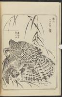 ku-speccoll:12892-104