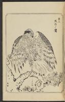 ku-speccoll:12892-105