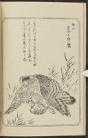 ku-speccoll:12892-108