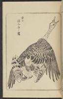 ku-speccoll:12892-109