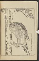 ku-speccoll:12892-110