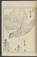 ku-speccoll:12892-111