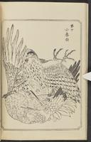 ku-speccoll:12892-112