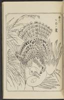 ku-speccoll:12892-113