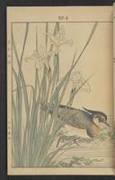 ku-speccoll:13017-11