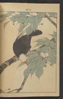 ku-speccoll:13017-12