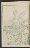 ku-speccoll:13017-25