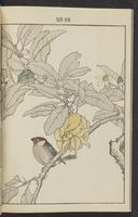 ku-speccoll:13017-26