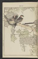 ku-speccoll:13017-27