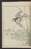 ku-speccoll:13017-29