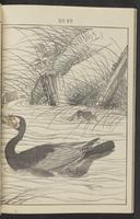 ku-speccoll:13017-30