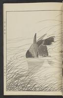 ku-speccoll:13017-31