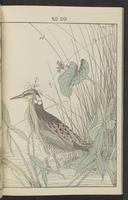 ku-speccoll:13017-32