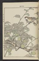 ku-speccoll:13017-33