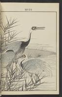 ku-speccoll:13017-34