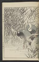 ku-speccoll:13017-35