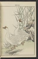 ku-speccoll:13017-36