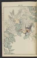 ku-speccoll:13017-37