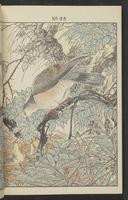 ku-speccoll:13017-38