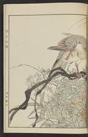 ku-speccoll:13017-39