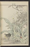 ku-speccoll:13017-40