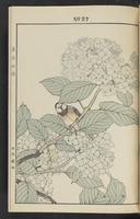 ku-speccoll:13017-41