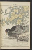 ku-speccoll:13017-42