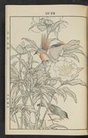 ku-speccoll:13017-43