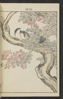 ku-speccoll:13017-44