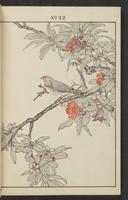 ku-speccoll:13017-46