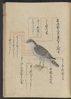 ku-speccoll:13073-167