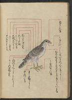 ku-speccoll:13073-168