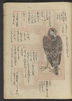 ku-speccoll:13073-181
