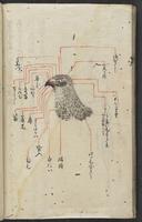 ku-speccoll:13258-114