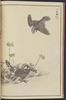 ku-speccoll:13417-10