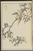 ku-speccoll:13417-11