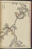 ku-speccoll:13417-12