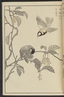 ku-speccoll:13417-13