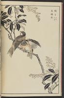 ku-speccoll:13417-14