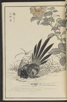 ku-speccoll:13417-15