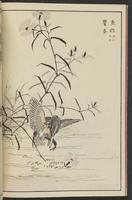 ku-speccoll:13417-16